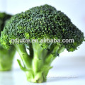 10kgs fresh frozen broccoli with favorable price